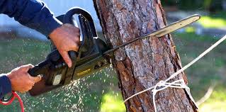 Best Lawn Pest Prevention  in Sullivan City, TX