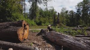 Best Arborist Consultation Services  in Sullivan City, TX
