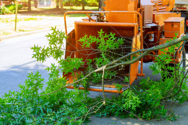 Best Stump Grinding and Removal  in Sullivan City, TX