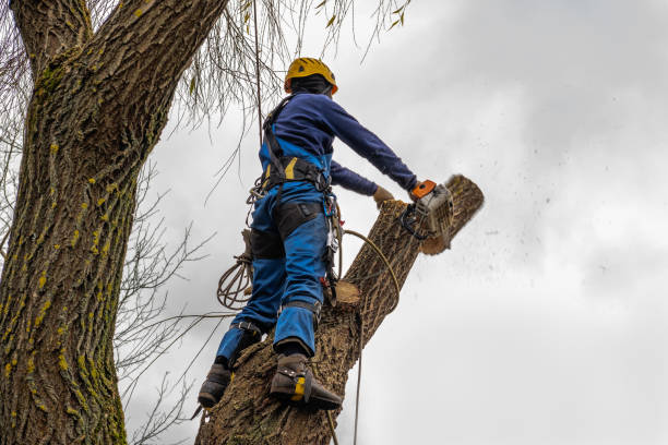 Best Tree Maintenance Programs  in Sullivan City, TX