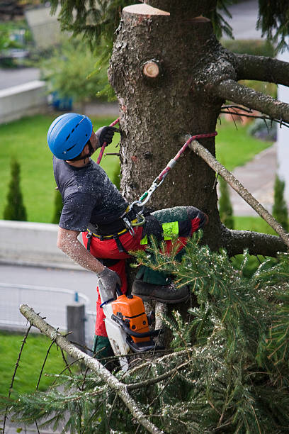 How Our Tree Care Process Works  in  Sullivan City, TX