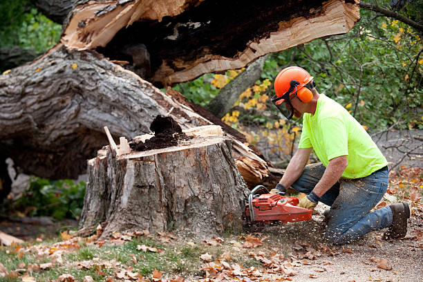 Best Emergency Tree Removal  in Sullivan City, TX