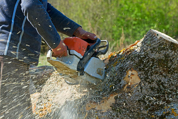 Trusted Sullivan City, TX Tree Services Experts