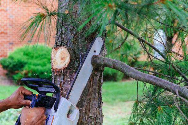 Best Lawn Maintenance Plans  in Sullivan City, TX